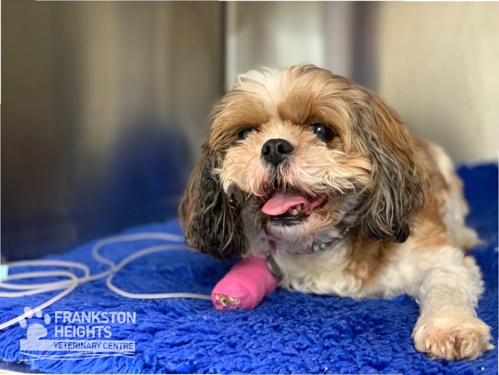 Tilly the dog on a drip, lying tongue out on her bed in hospitalk