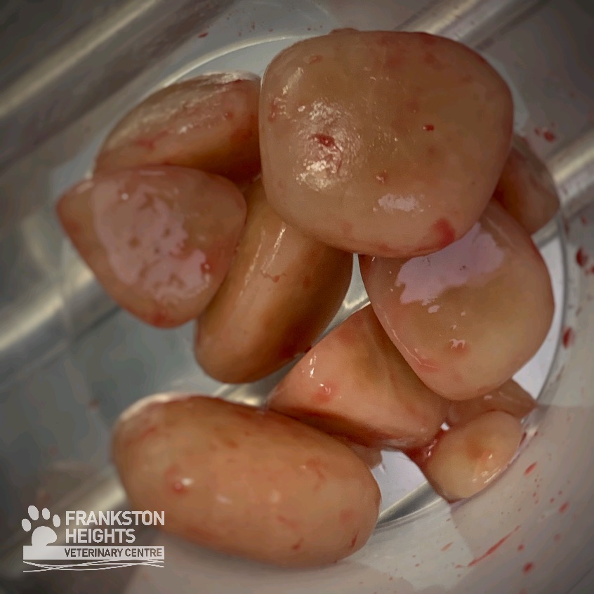 Bladder Stones in a Pot