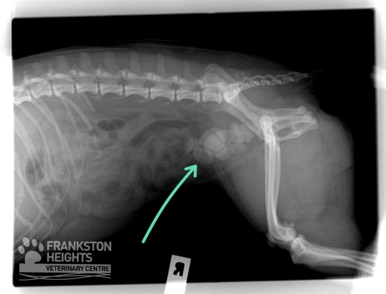 The canine bladder, cystitis & bladder stones frankstonvet vetlife