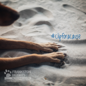 A dog in need of nail clipping