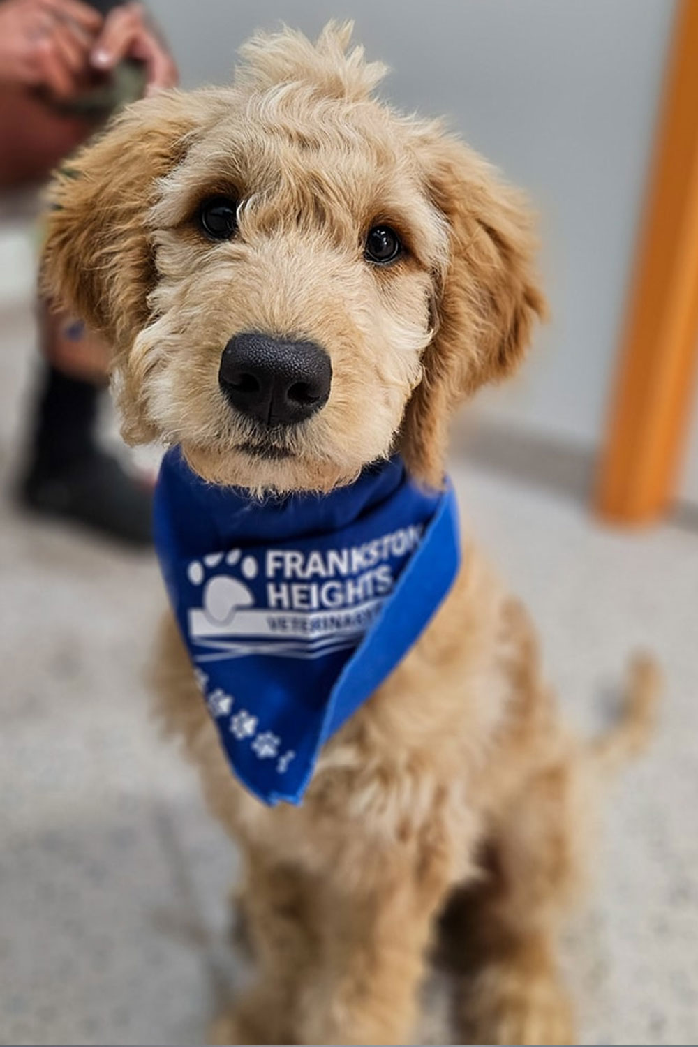 Frankston Heights Vet - Vaccination