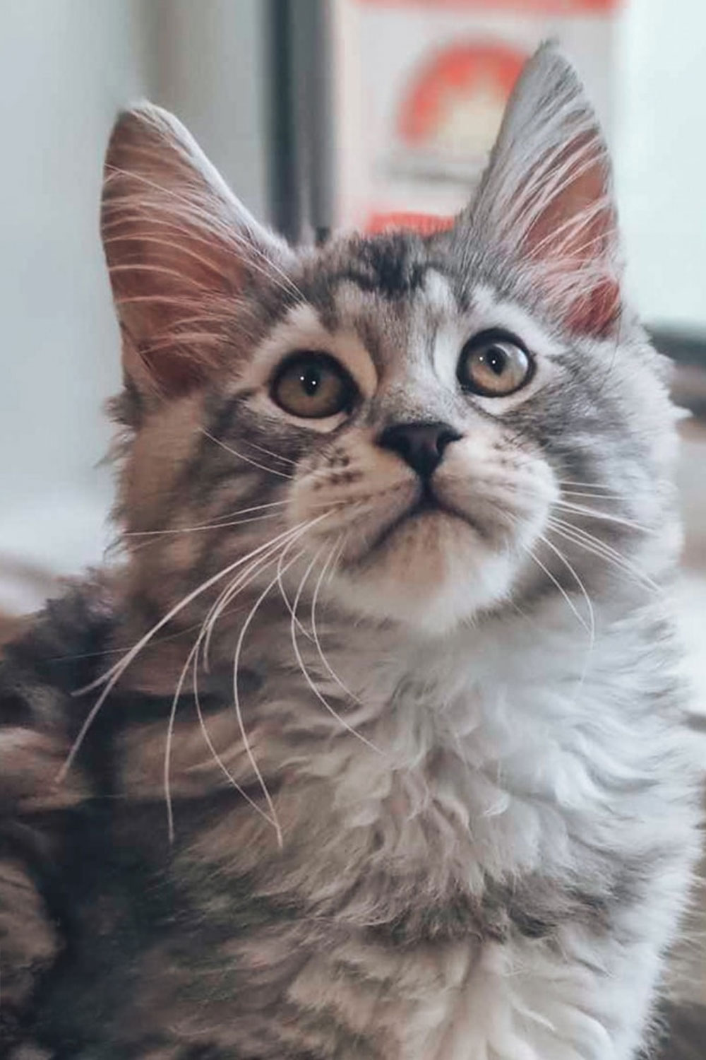 Frankston Heights Vet - Pet Advice