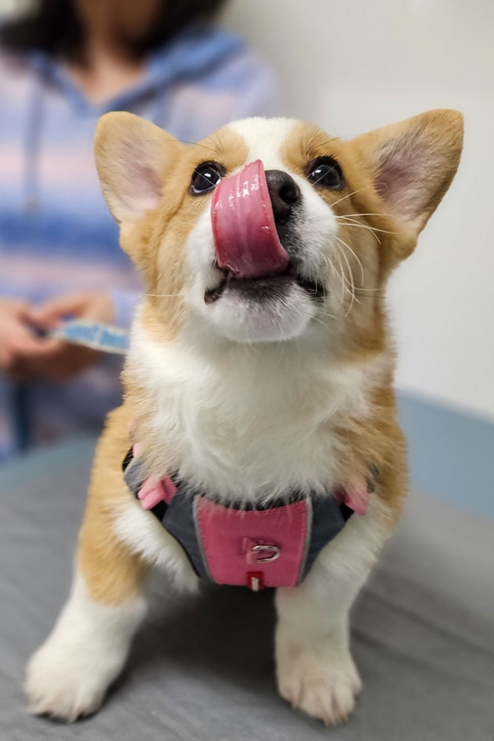 Frankston Heights Vet - Pet Nutrition