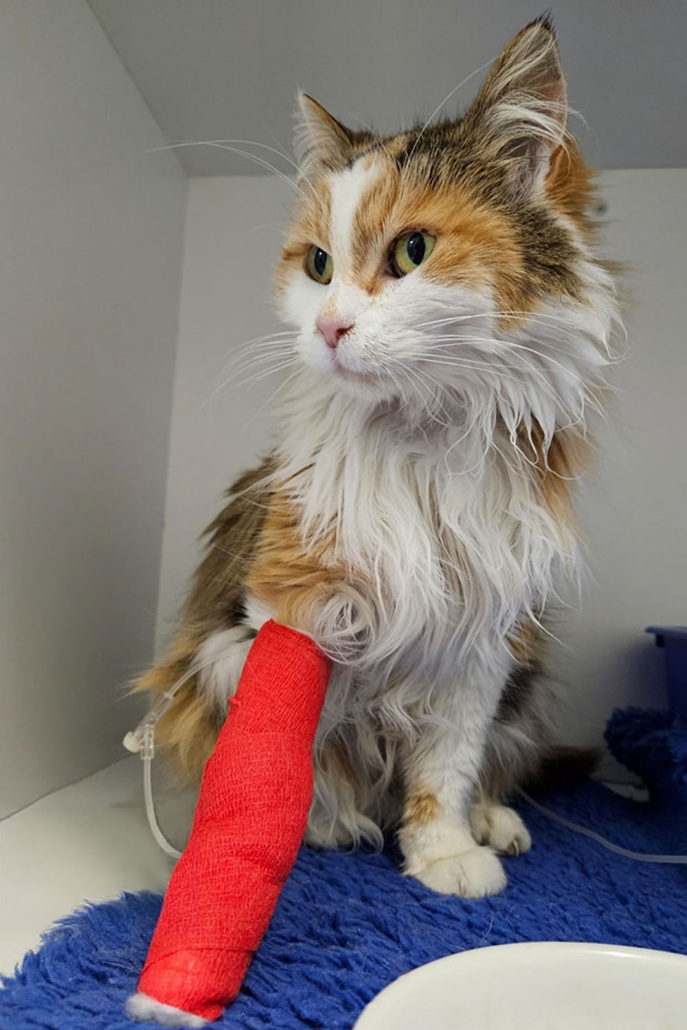 Frankston Heights Vet - Emergencies