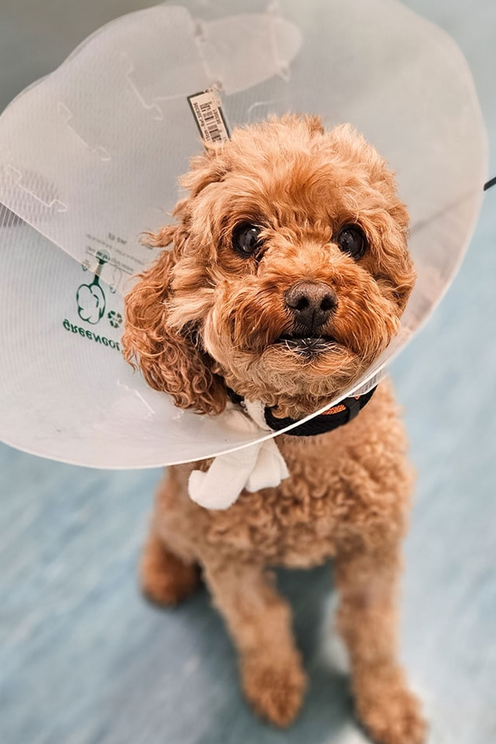 Frankston Heights Vet - Veterinary Hospital