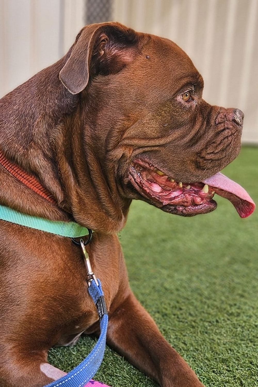 Frankston Heights Vet - Dermatology