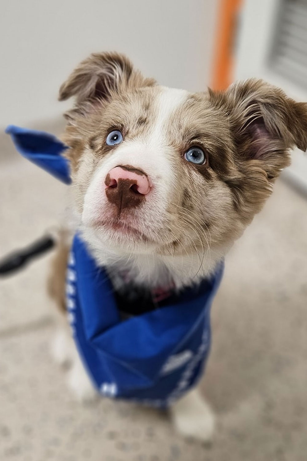 Frankston Heights Vet - Puppy Preschool