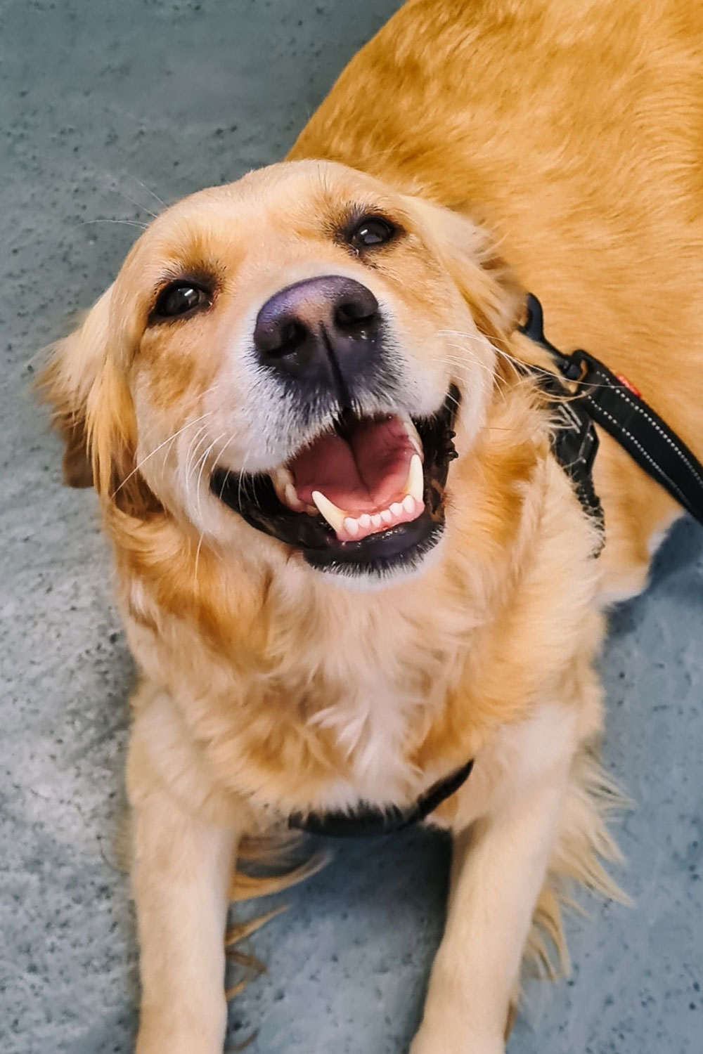 Frankston Heights Vet - Pet Dentistry