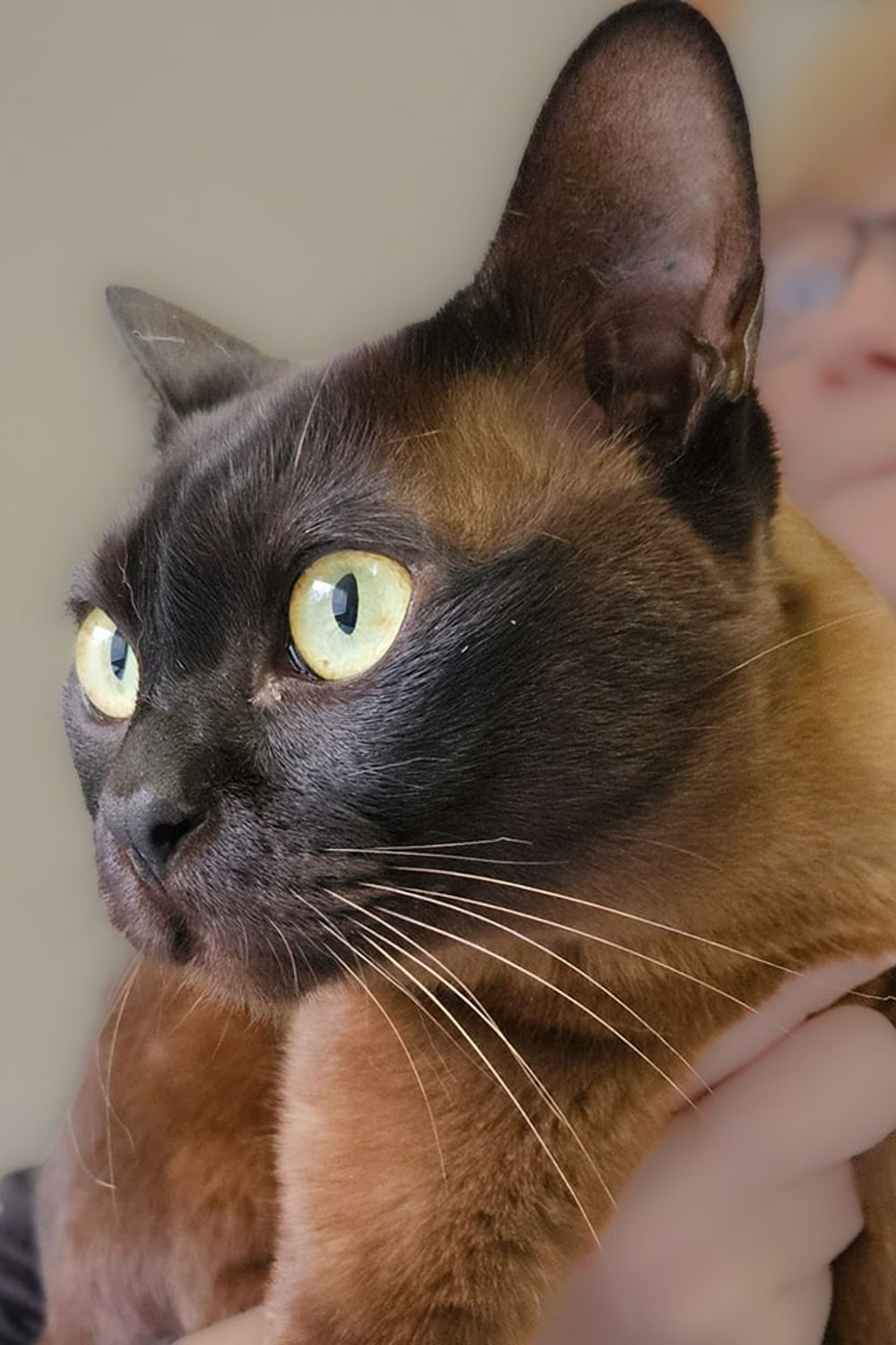 Frankston Heights Vet - Internal Medicine