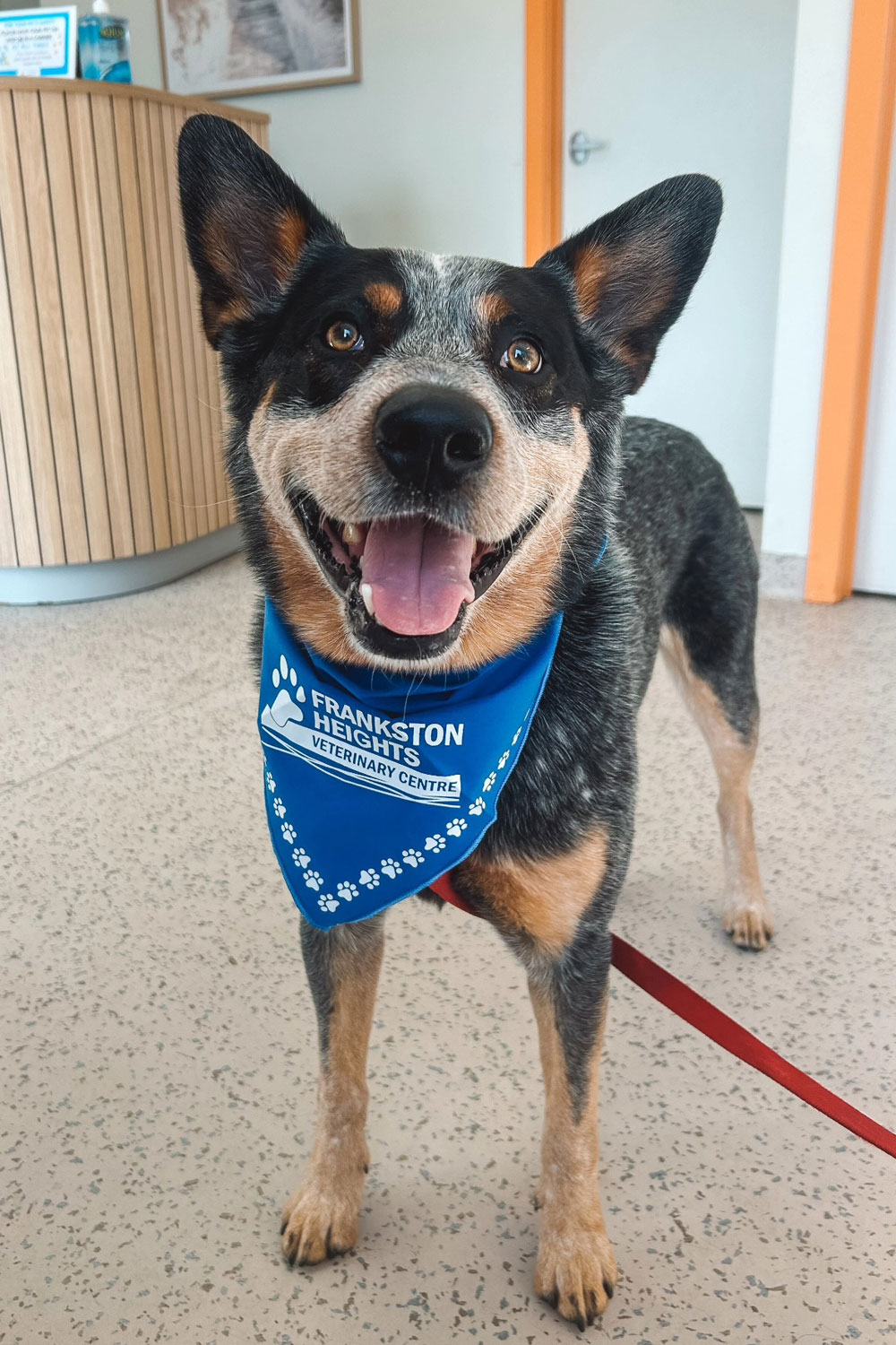 Frankston Heights Vet - Health Checks