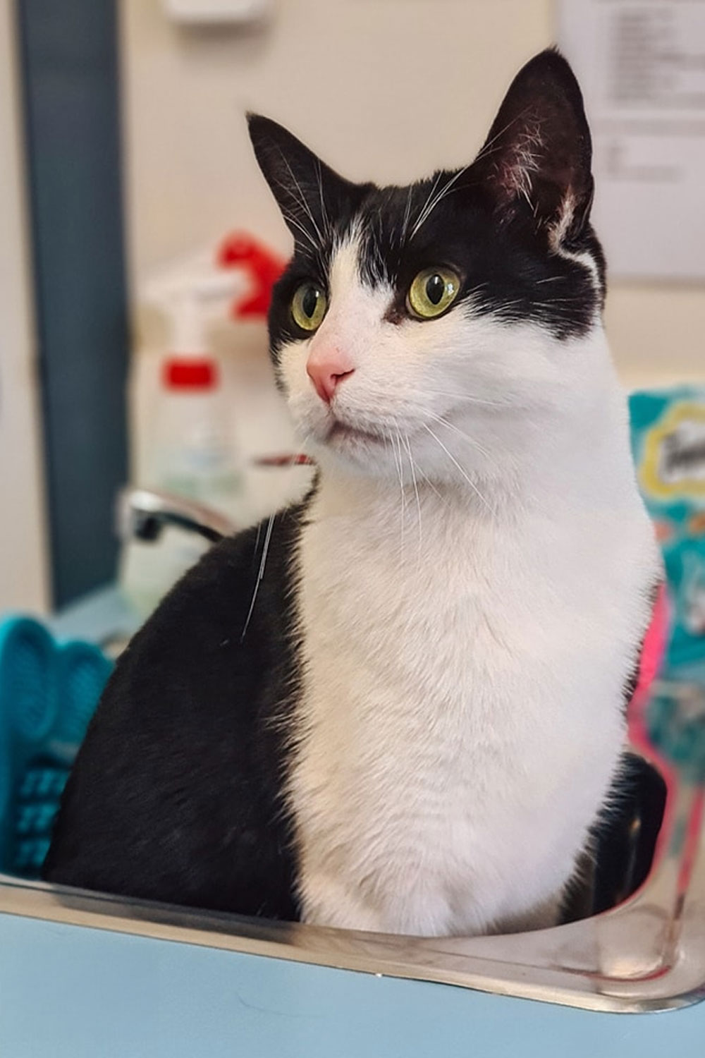 Frankston Heights Vet - Parasite Control