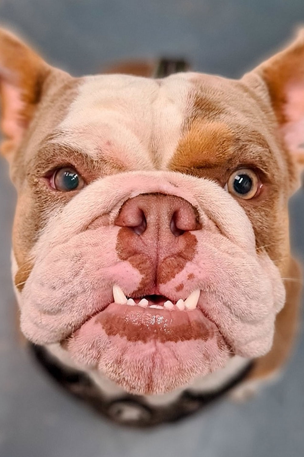 Frankston Heights Vet - Preventative Dentistry